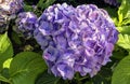 Hydrangea macrophylla known as bigleaf, French or mophead hydrangea, penny mac and hortensia Royalty Free Stock Photo