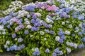 Hydrangea Macrophylla `La Marne` Royalty Free Stock Photo