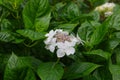 Hydrangea macrophylla libelle Royalty Free Stock Photo