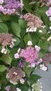 Hydrangea macrophylla Mariesii Lilacina