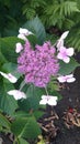 Hydrangea macrophylla Mariesii Lilacina Royalty Free Stock Photo