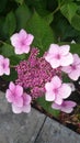 Hydrangea macrophylla Mariesii Lilacina Royalty Free Stock Photo