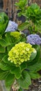 French Hydrangea