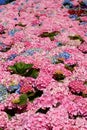 Hydrangea macrophylla or ortensia. Euroflora 2018 exhibition. Parchi di Nervi. Genoa. Italy