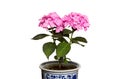 Hydrangea macrophylla plant with pink flowers in ceramic vase isolated on white background Royalty Free Stock Photo