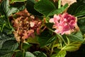 Hydrangea macrophylla `Schloss Wackerbarth` with beautiful tricolor red, green and burgundy flowers. Royalty Free Stock Photo