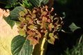 Hydrangea macrophylla `Schloss Wackerbarth` with beautiful tricolor red, green and burgundy flowers. Royalty Free Stock Photo