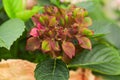 Hydrangea macrophylla `Schloss Wackerbarth` with beautiful tricolor red, green and burgundy flowers. Royalty Free Stock Photo