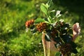 Hydrangea macrophylla `Schloss Wackerbarth` with beautiful tricolor red, green and burgundy flowers. Royalty Free Stock Photo