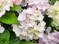 Hydrangea macrophylla \'Soft Pink Salsa\' Royalty Free Stock Photo