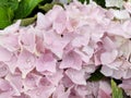 Hydrangea macrophylla \'Soft Pink Salsa\' Royalty Free Stock Photo