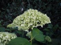 Hydrangea macrophylla is a species of flowering plant in the family Hydrangeaceae. Germany