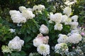 White Hydrangea macrophylla tree in the garden Royalty Free Stock Photo