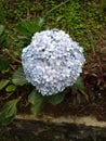 Hydrangea macrophylla is a species of flowering plant in the Hydrangeaceae family