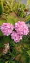 Hydrangea macrophylla is a species of flowering plant in the Hydrangeaceae family Royalty Free Stock Photo