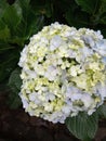 Hydrangea macrophylla is a species of flowering plant in the Hydrangeaceae family