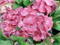 Hydrangea macrophylla \'Sweet Lips Pink\' Royalty Free Stock Photo