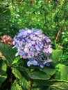 Hydrangea macrophylla Thunb. Ser. with color is bright purple