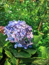 Hydrangea macrophylla Thunb. Ser. with color purple.