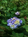 Hydrangea macrophylla Thunb. Ser. with color is purple.