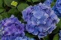 Hydrangea macrophylla Thunb. Ser timber that originated from Japan. A small shrub The ramification is a broad brush. The size of