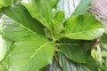 Hydrangea macrophylla varieties, family Hydrangeaceae Royalty Free Stock Photo