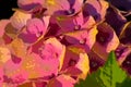 Hydrangea Magical - abstract Royalty Free Stock Photo