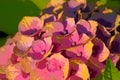 Hydrangea Magical - abstract Royalty Free Stock Photo