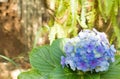 Hydrangea, a natural bouquet of blue flowers. HortÃÂªncia in Portuguese Royalty Free Stock Photo