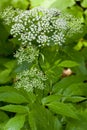 The Hydrangea paniculata