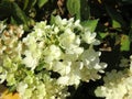 Hydrangea paniculata Bombshell in the garden