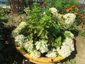 Hydrangea paniculata Bombshell in the garden