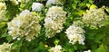 Hydrangea paniculata bushes bloom with white flower Royalty Free Stock Photo