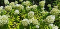 Hydrangea paniculata bushes bloom with white flower Royalty Free Stock Photo
