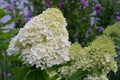 Hydrangea, Hydrangea paniculata Royalty Free Stock Photo