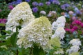 Hydrangea, Hydrangea paniculata Royalty Free Stock Photo