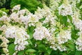 Hydrangea paniculata or Hortensia flower Royalty Free Stock Photo