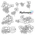 Set with outline paniculate Hydrangea or Hortensia flower bunch with leaf in black isolated on white background. Royalty Free Stock Photo