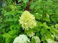 Hydrangea paniculata 'Limelight' Royalty Free Stock Photo