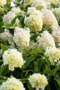 Hydrangea paniculata Limelight Royalty Free Stock Photo