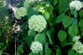 Hydrangea paniculata `Limelight` Royalty Free Stock Photo