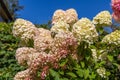 Hydrangea paniculata Limelight