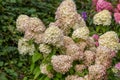 Hydrangea paniculata Vanille Fraise / Rehny Royalty Free Stock Photo