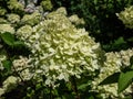 Hydrangea paniculata \'Little lime\' - compact, bushy shrub flowering with profusion of large panicles