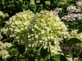 Hydrangea paniculata \'Little lime\' - compact shrub flowering with profusion of large panicles