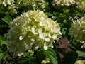 Hydrangea paniculata \'Little lime\' - compact, bushy shrub flowering with profusion of large panicles