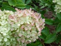 Hydrangea paniculata \'Little lime\' - compact, bushy shrub flowering with profusion of large panicles