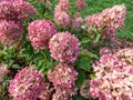 Hydrangea paniculata \'Little lime\' - compact, bushy shrub flowering with profusion of large panicles