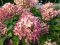 Hydrangea paniculata \'Little lime\' - bushy shrub flowering with profusion of large panicles