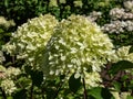 Hydrangea paniculata \'Little lime\' - shrub flowering with profusion of large panicles, blossoms change color from